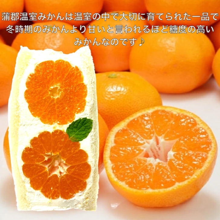 冬より甘い?温室育ちの濃蜜みかん♪ 愛知県産 蒲郡温室みかん